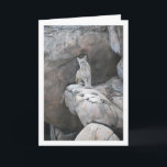 Mountain Lion Karte<br><div class="desc">Mountain Lion Portrait Greeting Card. You can easily customize this product for free if you would like to add wording or change the color of the background.</div>
