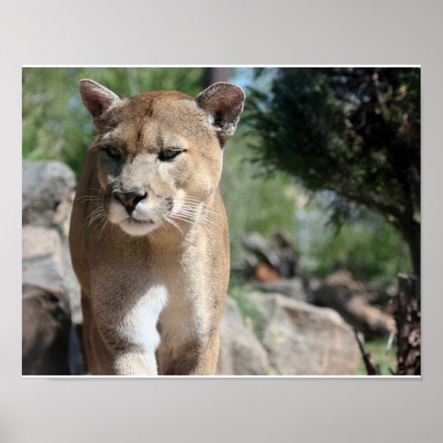 Mountain Lion Poster (Vorne)