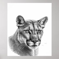 Mountain Lion Puma Big Cat Black White