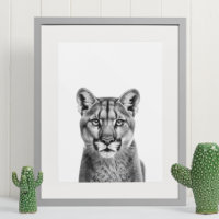 Mountain Lion Puma Big Cat Schwarz-weiß