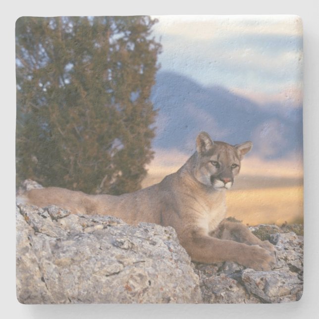 Mountain Lion Stone Untersetzer (Vorderseite)