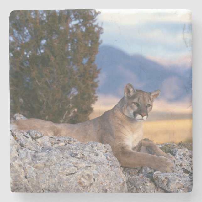 Mountain Lion Stone Untersetzer (Vorderseite)