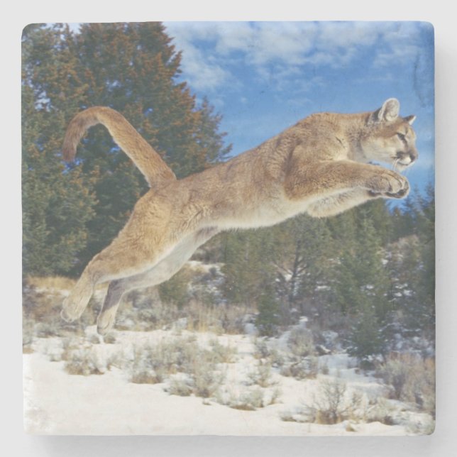 Mountain Lion Stone Untersetzer (Vorderseite)
