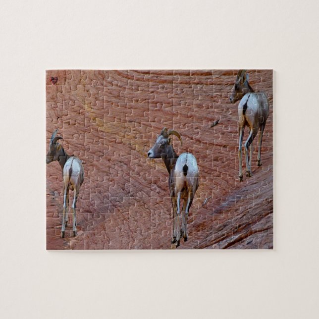 Mountain Sheep Utah (Horizontal)