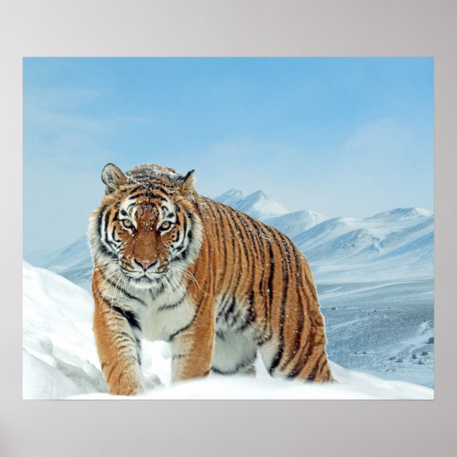 Mountains Tiger Winter Snow Nature Photo Poster (Vorne)