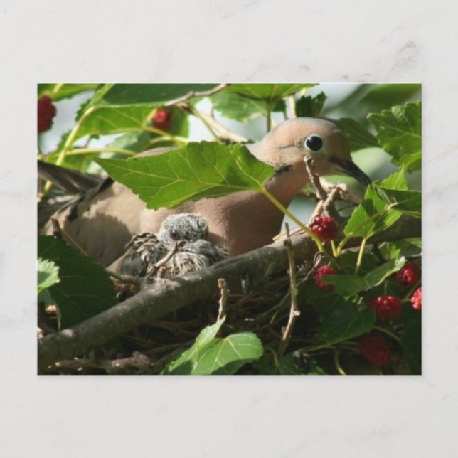 Mourning Dove and Baby Nesting in Mulberry Tree Postkarte (Vorderseite)