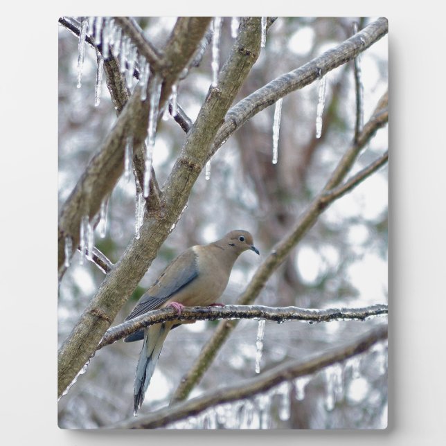 Mourning Dove Fotoplatte (Vorderseite)
