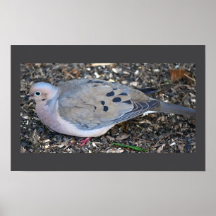 Mourning Dove Poster