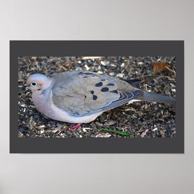 Mourning Dove Poster (Vorne)