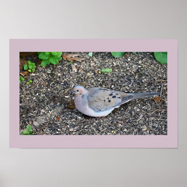 Mourning Dove Poster (Vorne)