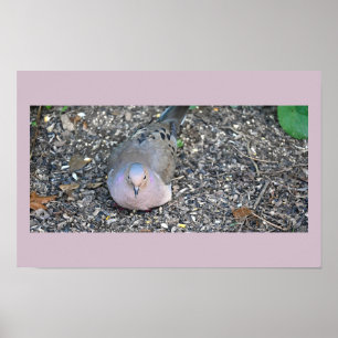 Mourning Dove Poster