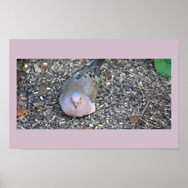 Mourning Dove Poster (Vorne)