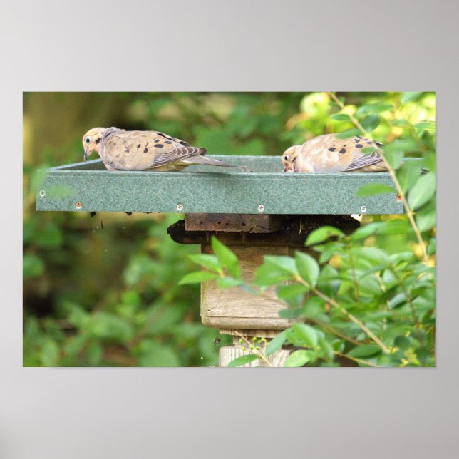 Mourning Doves Poster (Vorne)