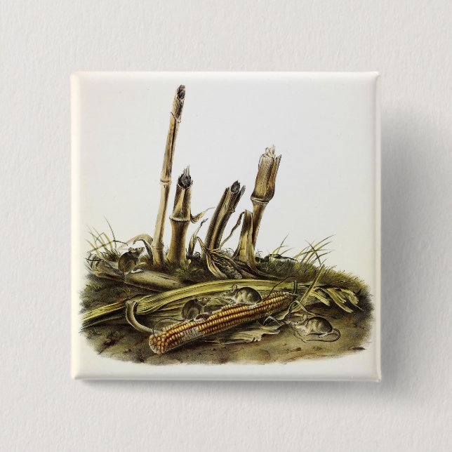 Mouse oder Maus mit geringer Ernte Button (Vorderseite)