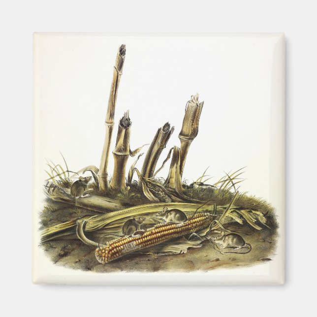 Mouse oder Maus mit geringer Ernte Magnet (Vorne)