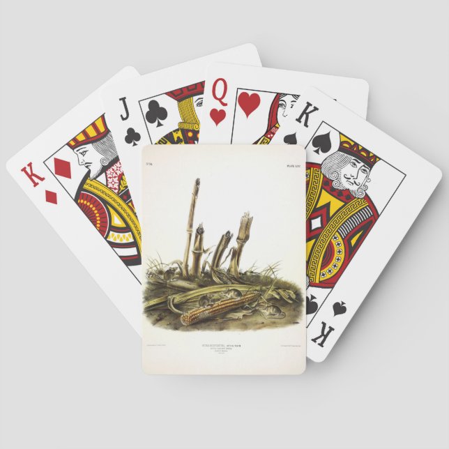 Mouse oder Maus mit geringer Ernte Spielkarten (Rückseite)