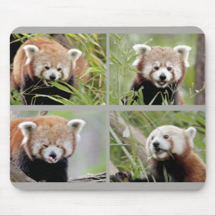 Mouse Pad Foto roter Panda, Tiere 0396. Mousepad