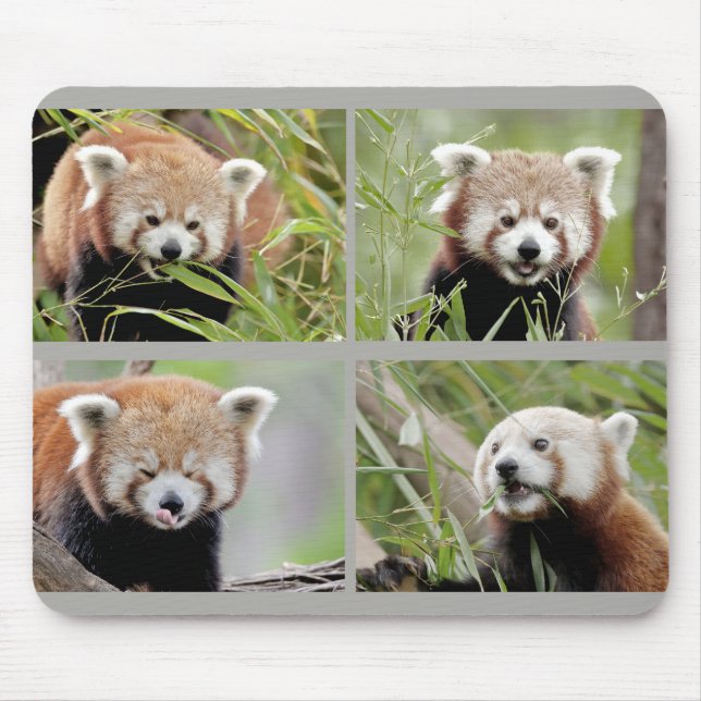 Mouse Pad Foto roter Panda, Tiere 0396. Mousepad (Vorne)