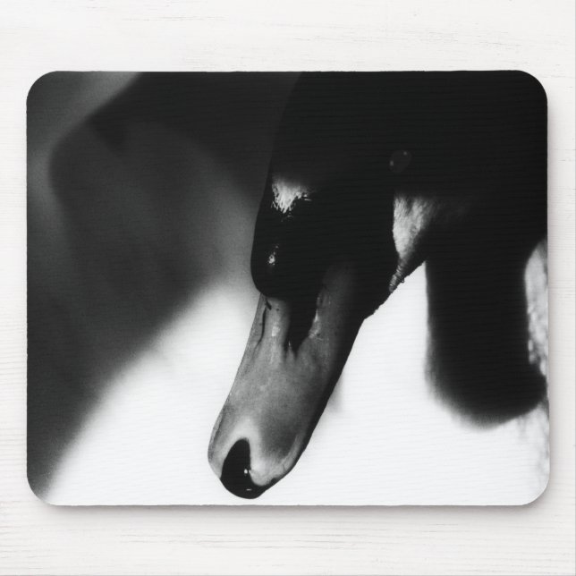 Mousemat Weißschwan, Foto, individuell einstellbar Mousepad (Vorne)