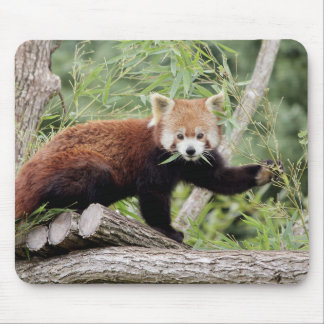 Mousepad. Foto roter Panda. Panda roux. Tiere. Mousepad