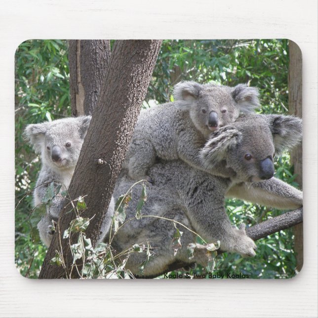 Mousepad Koala und Zwei Babys Foto Australien (Vorne)