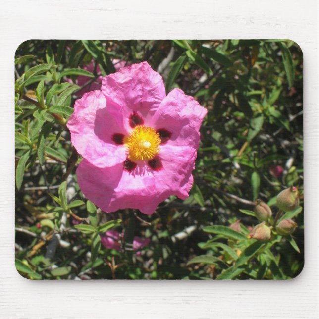 Mousepad - Mexikanische Rock-Rose (Vorne)