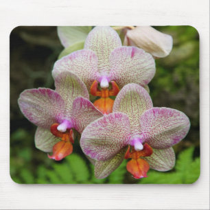 Mousepad - Orchidee