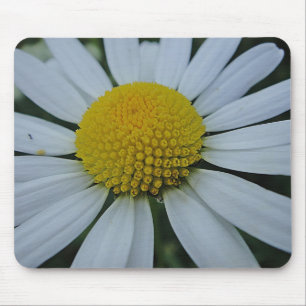 Mousepad weisse Margerite