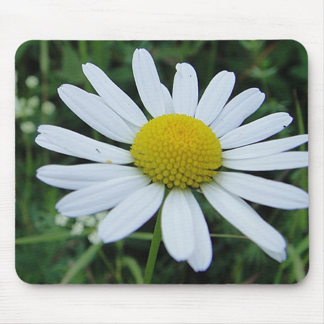 Mousepad weisse Margeritenblüte (Vorne)