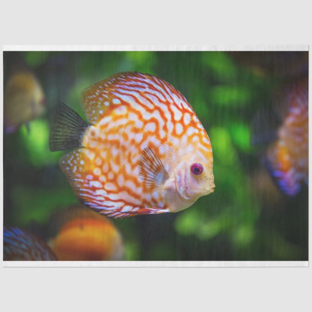 Mousseline aquarium discus papier de tissu de poisson (Recto)