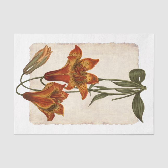 Mousseline Fleur 43 Tiger Lily Découpage Papier de tissus (Recto)