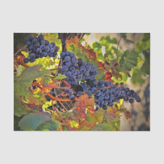 Mousseline Joli Vignoble Vignoble Tissu Papier (Recto)