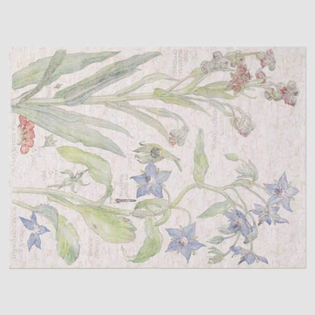 Mousseline Le fleur sauvage de bourrache fleurit le papier de (Recto)