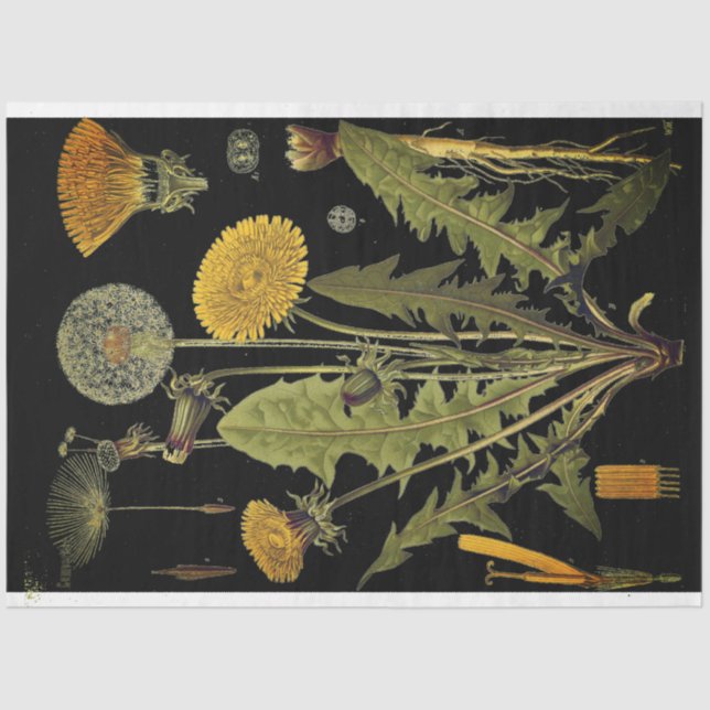 Mousseline Mobilier Dandilion foncé Découpage Papier (Recto)