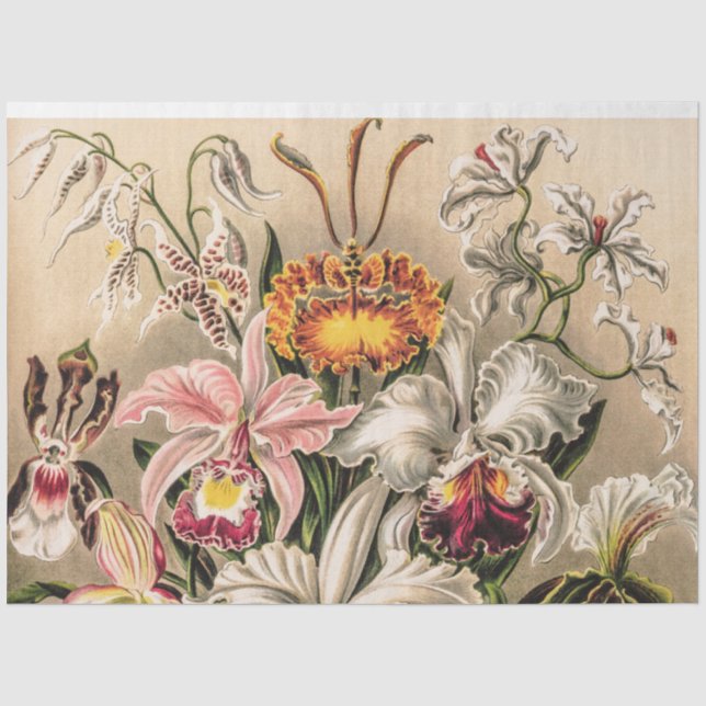 Mousseline Orchidées par Ernst Haeckel Decoupage Papier de ti (Recto)