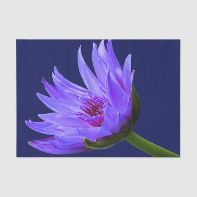 Mousseline Papier cadeau papier bleu pourpre à l'eau Lily (Recto)