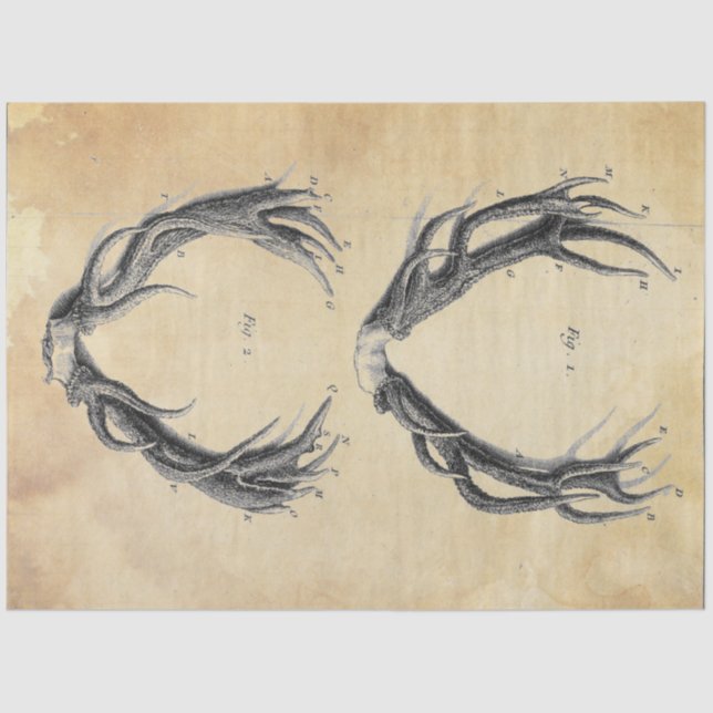 Mousseline Papier de découpage Antler (Recto)