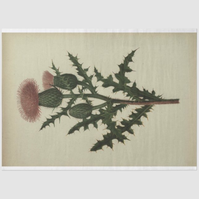 Mousseline Papier de découpage de chardon (Recto)