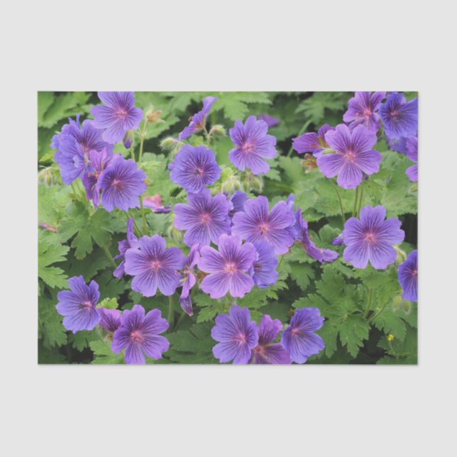Mousseline Papier de papier de tôle de géranium de Cranesbill (Recto)
