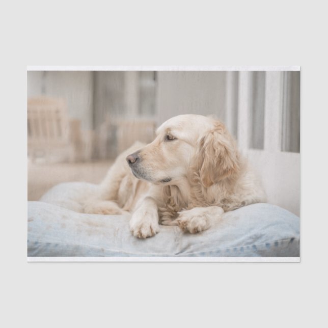 Mousseline Papier de papier papier Retriever Or (Recto)