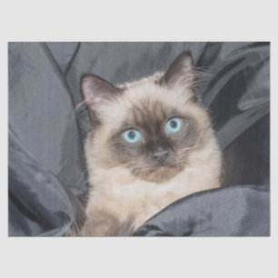 Mousseline Papier de tissu kitty siamois