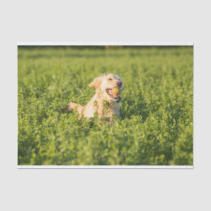 Mousseline Papier de tissus avec l'image de Golden Retriever