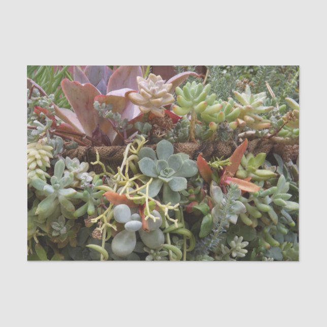 Mousseline Papier Tissu Succulent (Recto)