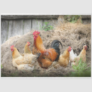 Mousseline Poulet volaille ferme Découpage papier de tissus