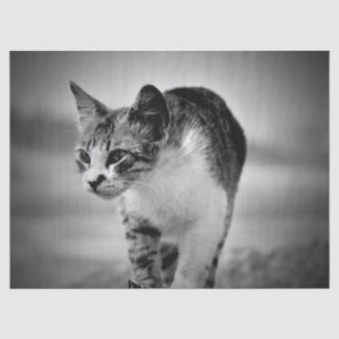 Mousseline recherche papier sur le tissu du chat