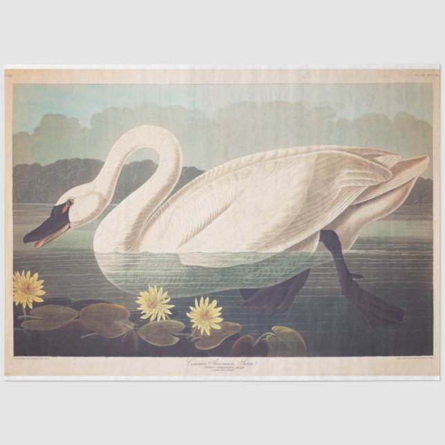 Mousseline Tissu de Swan ou papier de découpage (Recto)