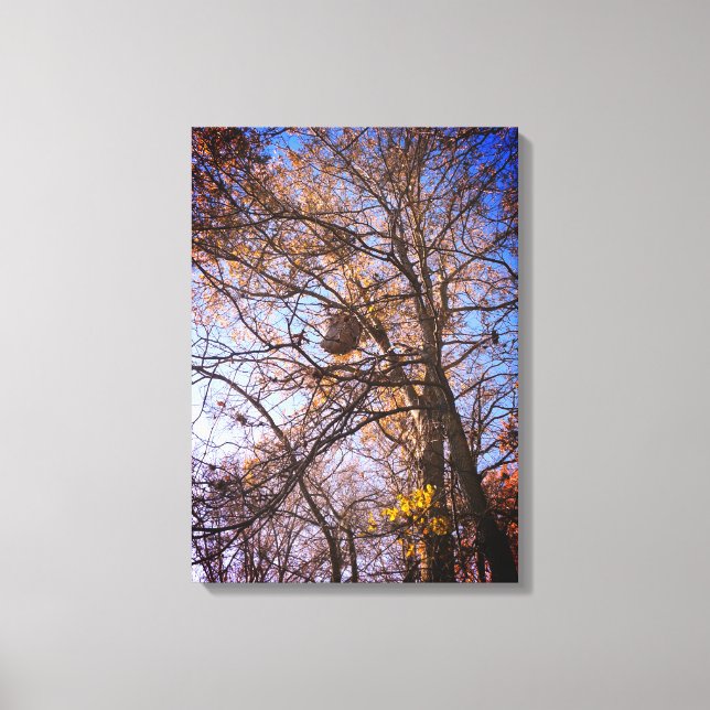 Moustiquaires Nid sur toile (Recto)