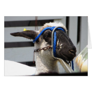 Mouton