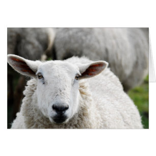 Mouton