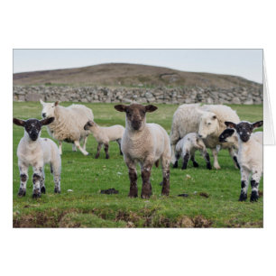 Mouton des Shetland